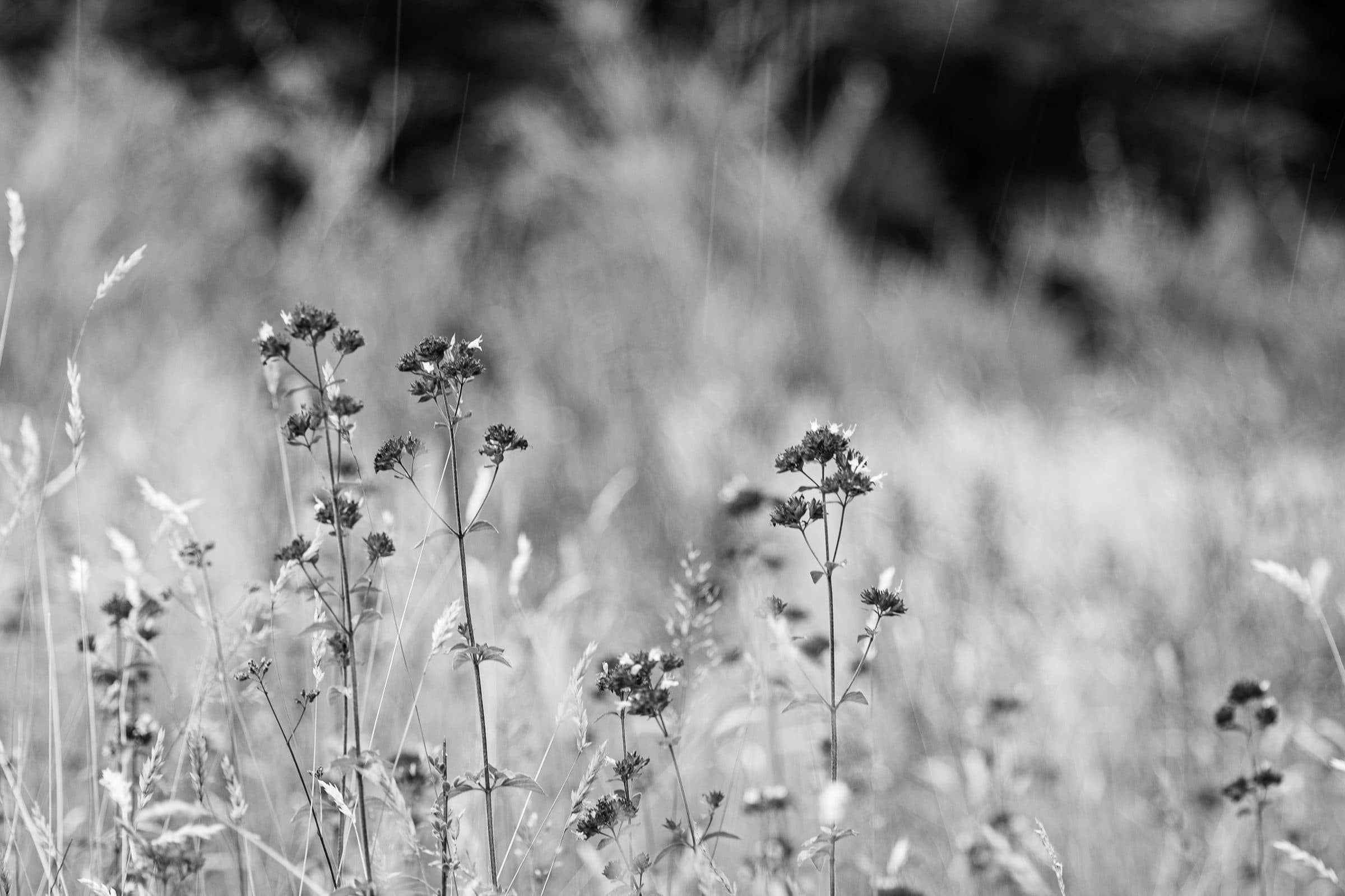 Alpine wildflowers on Mt Creighton
