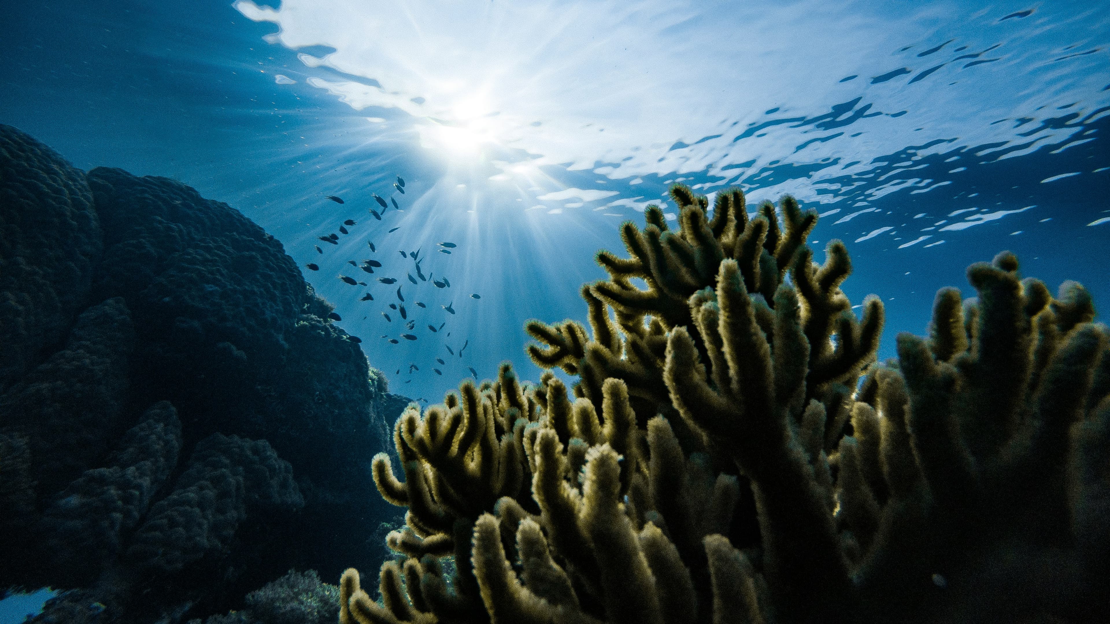 Underwater reef ecosystem